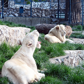 Concierge Belgrade | Zoo - Garden of hope